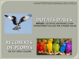DOTATS D’ALES
                          BÍPEDES: LES POTES ANTERIORS S’HAN
                        TRANSFORMAT EN ALES PER A PODER VOLAR




RECOBERTS
DE PLOMES
DE TOT TIPUS I COLORS
 