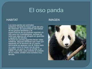 El oso pandahabitatimagenLos osos panda son animales solitarios, durante la mayor parte del año. No hibernan. El conocimiento del hábitat de los grupos familiares y la supervivencia de los jóvenes suponen un reto para los investigadores, aunque se sabe que algunos se refugian en guaridas y agujeros de árboles.Aunque los pandas gigantes llevan vidas solitarias, algunas hembras que viven por separado en el territorio de un macho dominante se aparean con él. Estos osos no rugen como lo hacen los de otras especies, ya que su voz es similar a un balido. Las crías, para solicitar el cuidado de su madre, emiten unos sonidos muy tenues.