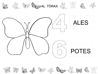AL TÒRAX
ALES
POTES
 