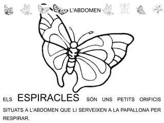 A L'ABDOMEN
ELS ESPIRACLES SÓN UNS PETITS ORIFICIS
SITUATS A L'ABDOMEN QUE LI SERVEIXEN A LA PAPALLONA PER
RESPIRAR.
 