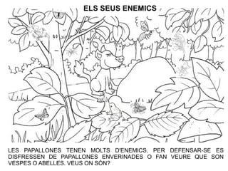 ELS SEUS ENEMICS
LES PAPALLONES TENEN MOLTS D'ENEMICS. PER DEFENSAR-SE ES
DISFRESSEN DE PAPALLONES ENVERINADES O FAN VEURE QUE SON
VESPES O ABELLES. VEUS ON SÓN?
 