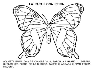 LA PAPALLONA REINA
AQUESTA PAPALLONA TE COLORS VIUS, TARONJA I BLANC. LI AGRADA
XUCLAR LES FLORS DE LA BUDLEIA. TAMBE LI AGRADA LLEPAR FRUITA
MADURA.
 
