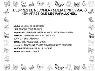 DESPRÉS DE RECOPILAR MOLTA D'INFORMACIÓ
HEM APRÈS QUE LES PAPALLONES...
MARIA: MENGEN DE SES FLORS.
LAIA: TENEN 1 ESPIRITROMPA.
VALENTINA: TENEN UNES ALES. QUANTES EN TENEN? TENEN 4.
PATRICIA: TENEN UNES ALES DE COLORINS.
SOFIA L.: TENEN ABDOMEN
ISMAEL: QUE “VIVEN” EN EL BOSC.
LLUCIA N.: TENEN UN FORADET A S'ABDOMEN PER RESPIRAR.
MARCOS: TENEN UN CAP, ULLS I ANTENES.
MARIA: VIUEN EN EL JARDÍ.
 