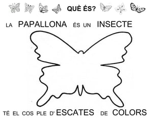 QUÈ ÉS?
LA PAPALLONA ÉS UN INSECTE
TÉ EL COS PLE D' ESCATES DE COLORS
 