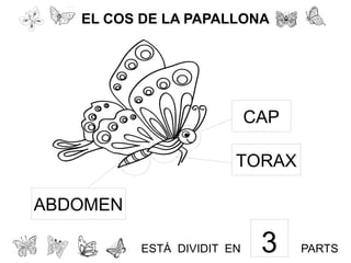EL COS DE LA PAPALLONA
CAP
TORAX
ABDOMEN
ESTÀ DIVIDIT EN 3 PARTS
 
