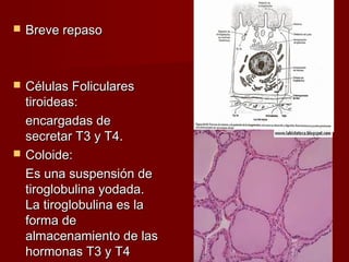  Breve repasoBreve repaso
 Células FolicularesCélulas Foliculares
tiroideas:tiroideas:
encargadas deencargadas de
secretar T3 y T4.secretar T3 y T4.
 Coloide:Coloide:
Es una suspensión deEs una suspensión de
tiroglobulina yodada.tiroglobulina yodada.
La tiroglobulina es laLa tiroglobulina es la
forma deforma de
almacenamiento de lasalmacenamiento de las
hormonas T3 y T4hormonas T3 y T4
 
