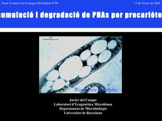 Nous Avenços en Ecologia Microbiana ICM 13 de Gener de 2005 
Acumulació i degradació de PHAs per procariòtes 
Wautersia eutropha 
Javier del Campo 
Laboratori d’Ecogenètica Microbiana 
Departament de Microbiologia 
Universitat de Barcelona 
 