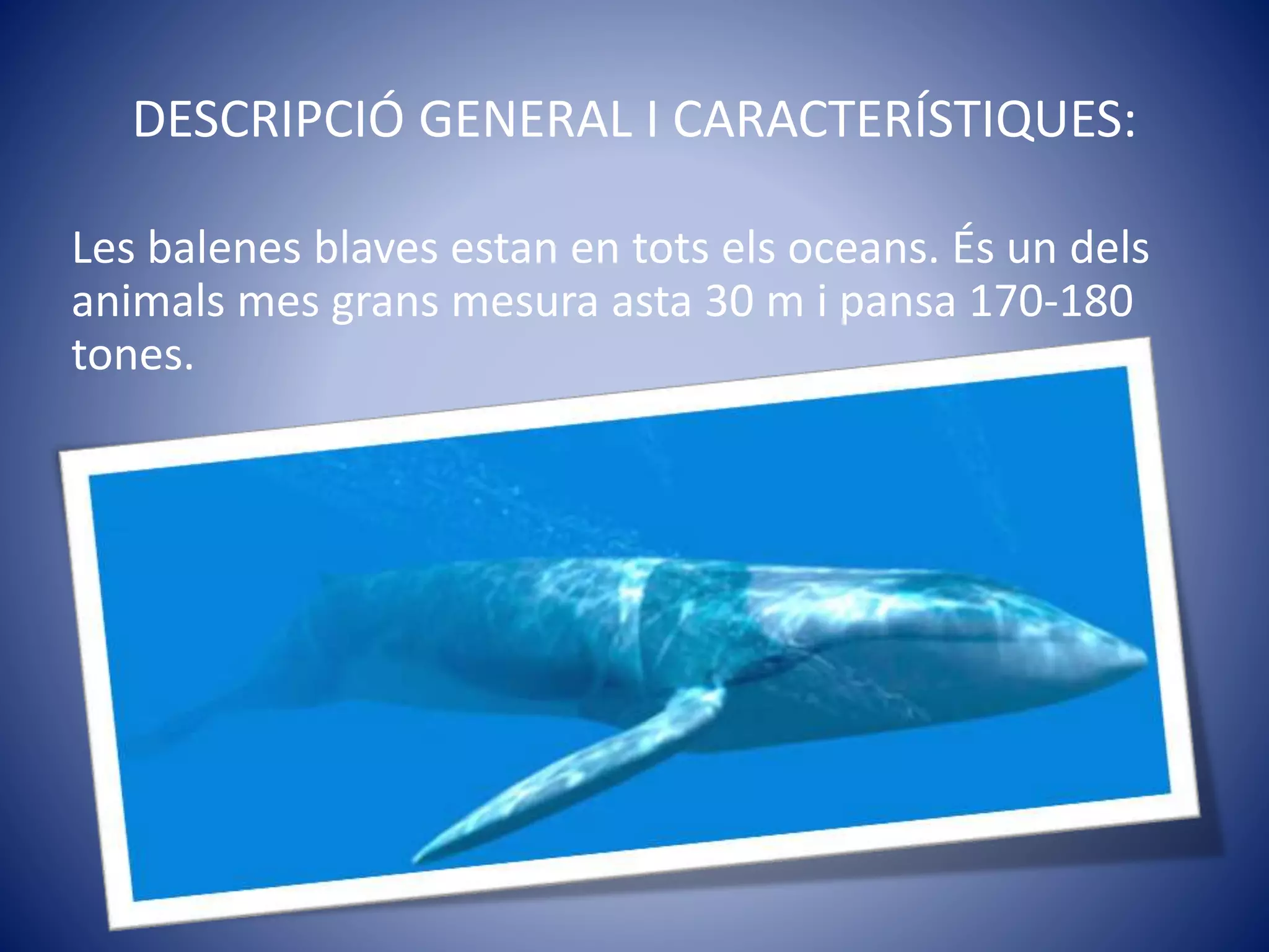 DESCRIPCIÓ GENERAL I CARACTERÍSTIQUES:
Les balenes blaves estan en tots els oceans. És un dels
animals mes grans mesura asta 30 m i pansa 170-180
tones.
 