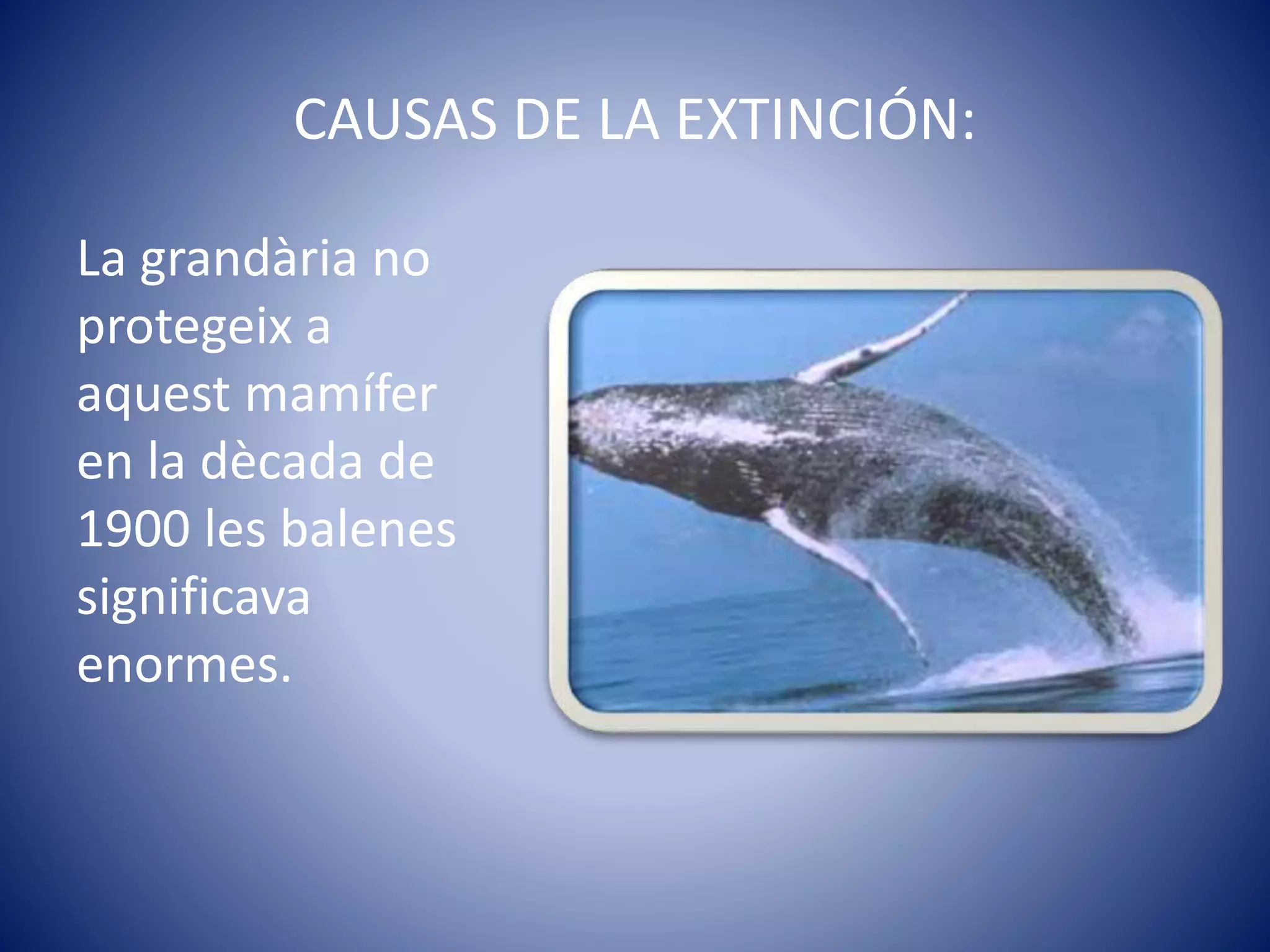 CAUSAS DE LA EXTINCIÓN:
La grandària no
protegeix a
aquest mamífer
en la dècada de
1900 les balenes
significava
enormes.
 
