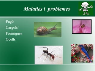 Com és? Tenen les fulles enteres, i quan floreixen en forma de raïm amb flors habitualment blanques. Les arrels les dividim en dues parts: La part comestible superior i la inferior. La forma pot ser o més o menys arrodonida i el color: Vermell, vermell  i blanc, negre, blanc i groc. 