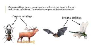 Òrgans anàlegs: tenen una estructura diferent, tot i que la forma i
funció són semblants. Tenen distint origen evolutiu i ...