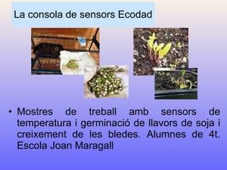 La consola de sensors Ecodad Mostres de treball amb sensors de temperatura i germinació de llavors de soja i creixement de les bledes. Alumnes de 4t. Escola Joan Maragall 