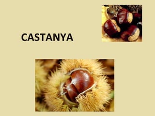 CASTANYA
 