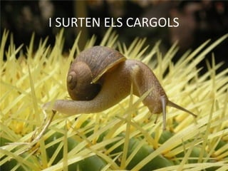 I SURTEN ELS CARGOLS
 