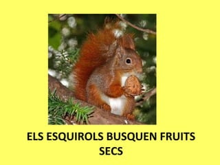 ELS ESQUIROLS BUSQUEN FRUITS
SECS
 