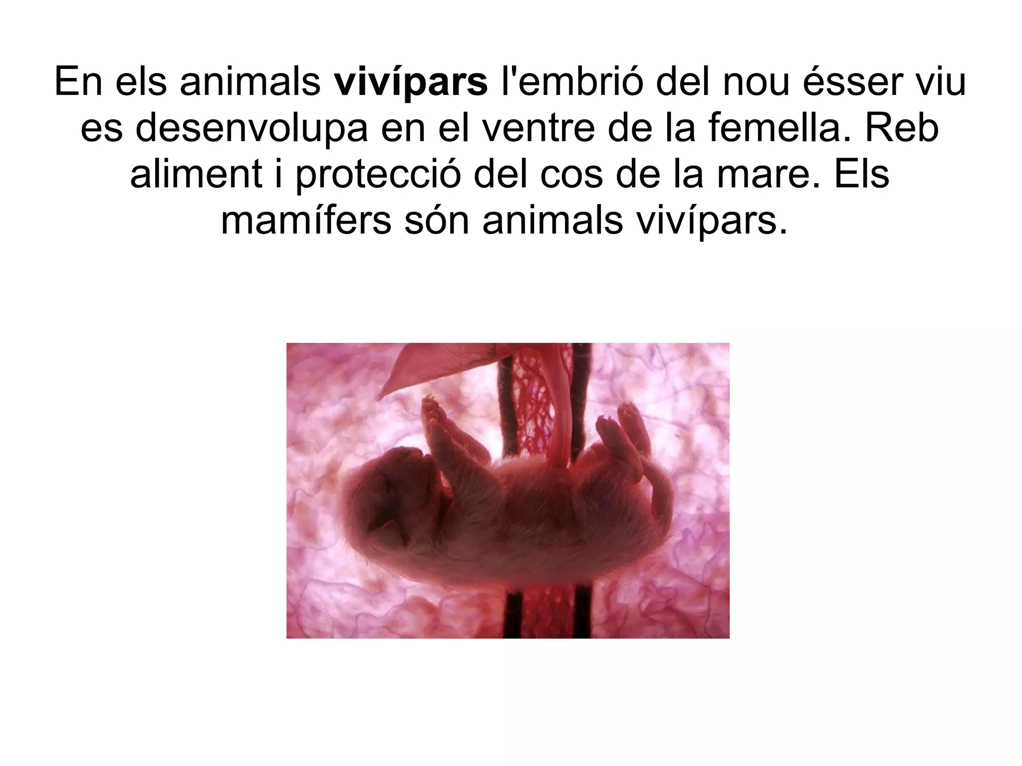 En els animals vivípars l'embrió del nou ésser viu
 es desenvolupa en el ventre de la femella. Reb
    aliment i protecció del cos de la mare. Els
         mamífers són animals vivípars.
 