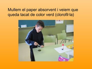 Mullem el paper absorvent i veiem que
queda tacat de color verd (clorofil·la)
 