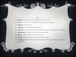  Cornia:la cornia cobreix l’iris i la pupil·la ,serveix com a lent.
 Iris:regula el diametre de la pupil·la tot fent-la més gran o més petita.
 Pupil·la:obertura de l’iris.
 Cristal·li:serveix per fixar l’imatge a la retina.
 Cos ciliar: Fa que canviï la curvatura del cristal·lí i que es es mantingui en la seva posició.
 Humor vitri:serveix per donar forma i consistencia a l’ull.
 Retina: En ella es troben les cèl·lules receptores.
 Coroide:és la capa vascular que nodreix la part de la retina
 Escleròtica: Manté l'estructura junt amb la còrnia de l'ull, en ella se subjecten els músculs
que mouen l'ull.




                                                                                                    5
 