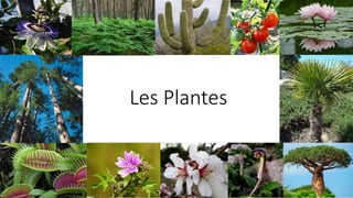 Les Plantes
 