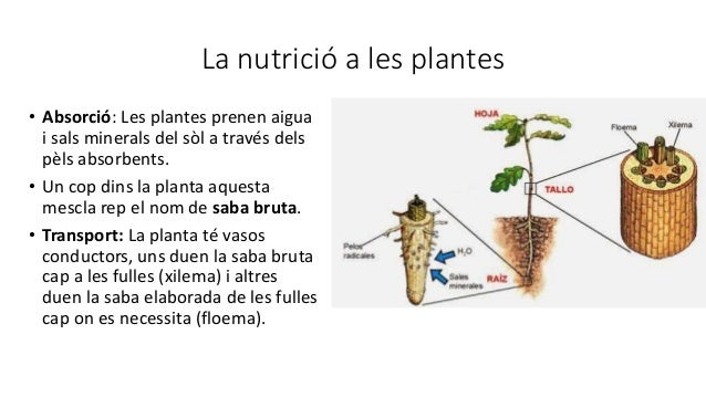 La nutrició a les plantes
 