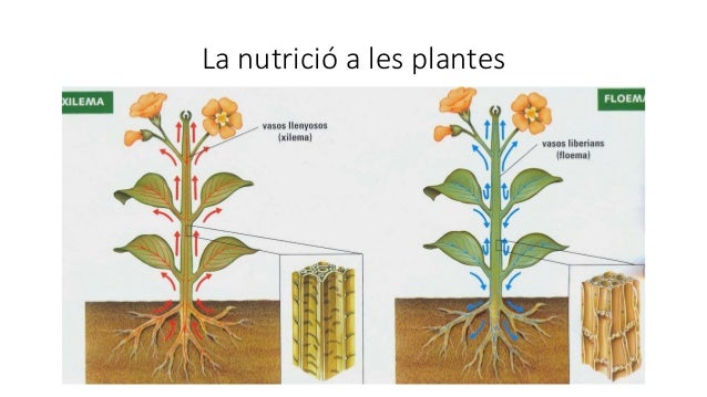 La nutrició a les plantes
• Fotosíntesi: Les plantes elaboren
la seva pròpia matèria orgànica a
partir de CO2 (diòxid de c...