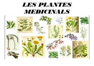 LES PLANTES
MEDICINALS
 