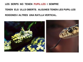 LES SERPS NO TENEN PUPIL·LES I SEMPRE
TENEN ELS ULLS OBERTS. ALGUNES TENEN LES PUPIL·LES
RODONES I ALTRES UNA RATLLA VERTICAL.
 