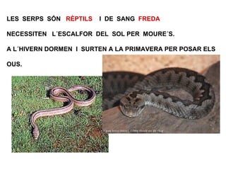LES SERPS SÓN RÈPTILS I DE SANG FREDA
NECESSITEN L´ESCALFOR DEL SOL PER MOURE´S.
A L´HIVERN DORMEN I SURTEN A LA PRIMAVERA PER POSAR ELS
OUS.
 