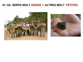 HI HA SERPS MOLT GRANS I ALTRES MOLT PETITES.
 