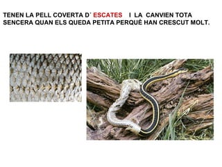 TENEN LA PELL COVERTA D´ ESCATES I LA CANVIEN TOTA
SENCERA QUAN ELS QUEDA PETITA PERQUÈ HAN CRESCUT MOLT.
 