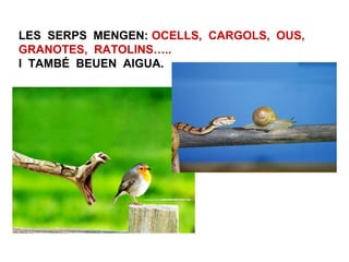 LES SERPS MENGEN: OCELLS, CARGOLS, OUS,
GRANOTES, RATOLINS…..
I TAMBÉ BEUEN AIGUA.
 