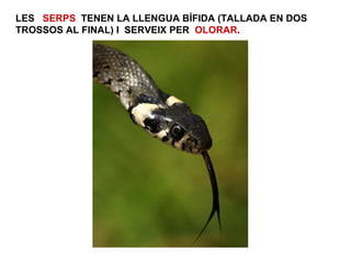 LES SERPS TENEN LA LLENGUA BÍFIDA (TALLADA EN DOS
TROSSOS AL FINAL) I SERVEIX PER OLORAR.
 
