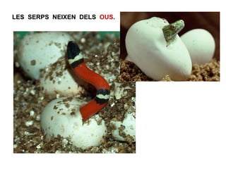 LES SERPS NEIXEN DELS OUS.
 
