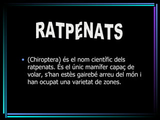 • (Chiroptera) és el nom científic dels
  ratpenats. És el únic mamífer capaç de
  volar, s’han estès gairebé arreu del món i
  han ocupat una varietat de zones.
 