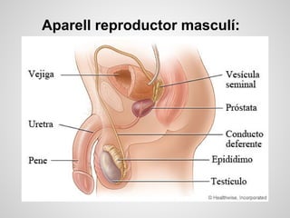 Aparell reproductor masculí:
 
