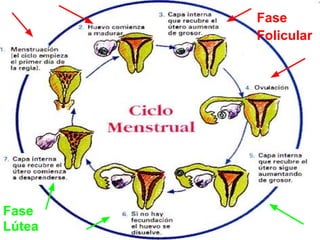 Fase
        Folicular




Fase
Lútea
 
