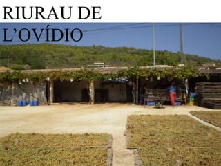 RIURAU DE
L’OVÍDIO
 