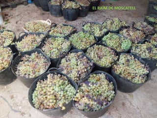 EL RAÏM DE MOSCATELL
 