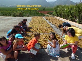 DESPRÉS S’ESCAMPEN ELS
CANYISSOS AL SEQUER.
 