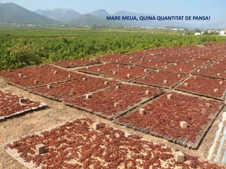 MARE MEUA, QUINA QUANTITAT DE PANSA!
 