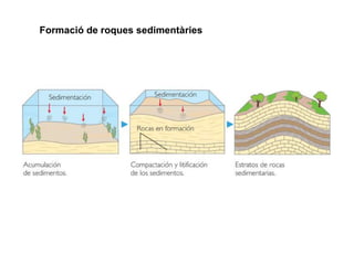 Les roques
sedimentàries formen
capes anomenades
“estrats”
 