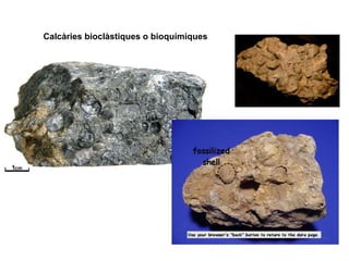 Marga: roca formada per calcària i argila (roca barreja química i
detrítica
 