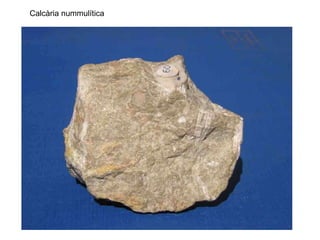 Dolomies: roques químiques formades per dolomita (carbonat de calci i
de magnesi)
 
