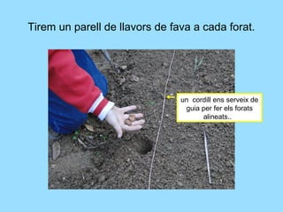 Tirem un parell de llavors de fava a cada forat.




                                un cordill ens serveix de
                                 guia per fer els forats
                                      alineats..
 