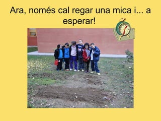 Ara, només cal regar una mica i... a
            esperar!
 