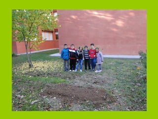 Presentació sembrem faves