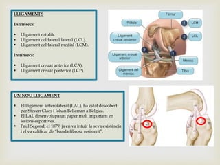 LLIGAMENTS
Extrínsecs:




Lligament rotulià.
Lligament col·lateral lateral (LCL).
Lligament col·lateral medial (LCM).

Intrínsecs:



Lligament creuat anterior (LCA).
Lligament creuat posterior (LCP).

UN NOU LLIGAMENT





El lligament anterolateral (LAL), ha estat descobert
per Steven Claes i Johan Belleman a Bèlgica.
El LAL desenvolupa un paper molt important en
lesions esportives.
Paul Segond, el 1879, ja en va intuir la seva existència
i el va calificar de “banda fibrosa resistent”.

 