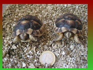 Presentació tortugues