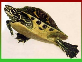 Presentació tortugues