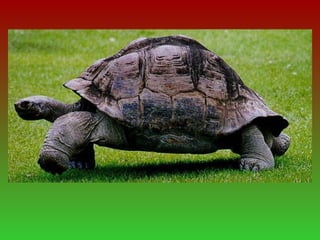 Presentació tortugues